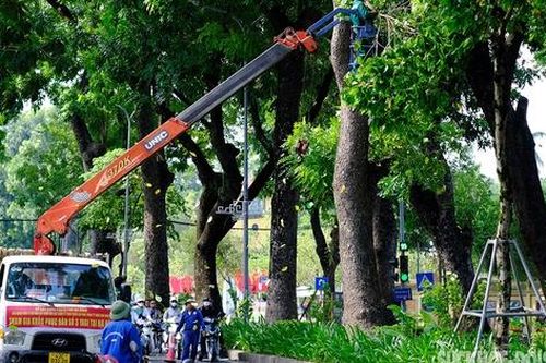 Công nhân các tỉnh thành hỗ trợ Hà Nội xử lý hàng nghìn cây xanh gãy đổ do bão Yagi
