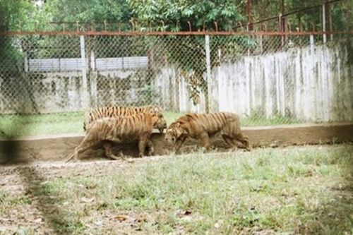 Một con hổ 200kg nuôi nhốt trong trang trại ở Thanh Hóa bị chết