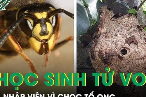Chọc tổ ong đất, 7 học sinh nhập viện, có 1 em tử vong