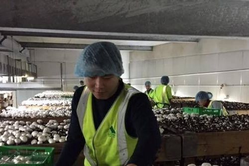 Lao động Việt Nam: Nhiều cơ hội làm việc trong ngành nông nghiệp Australia