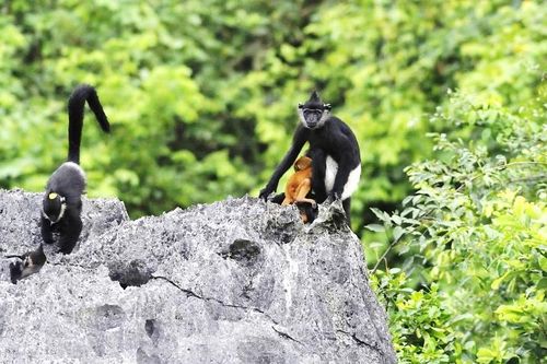 Khởi động dự án Bảo tồn các loài động vật hoang dã bị đe dọa tại Hà Nội