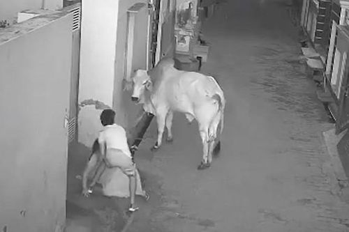 Bò 'điên' tấn công người bà trên phố, cậu bé lao tới giải cứu