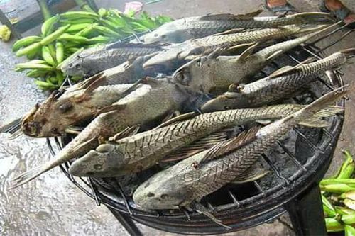 Loài cá hình dáng gây khiếp sợ nhưng cực thơm ngon, bổ dưỡng