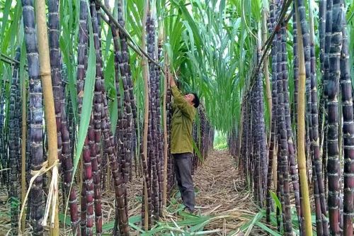 Mía đường Sơn La (SLS) trả cổ tức tiền mặt tỷ lệ 200%