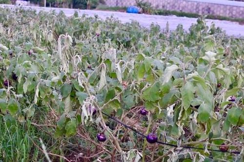 Lâm Đồng kêu gọi ủng hộ rau củ, quả cho miền Bắc