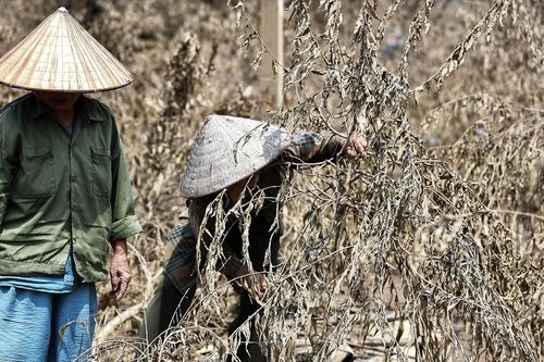 Làng đào lớn nhất Hà Nội lụi tàn sau bão