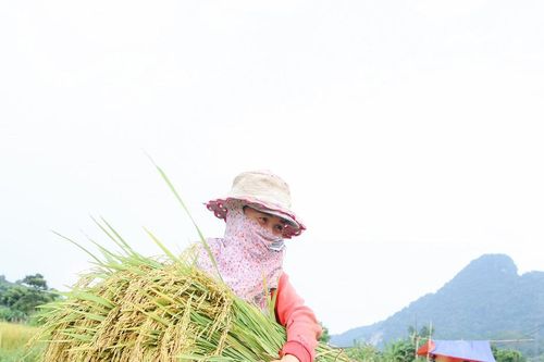 Vùng cao Nghệ An cấp tập thu hoạch lúa hè thu