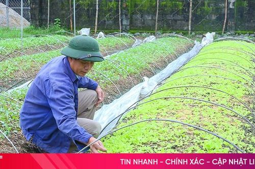 Hà Tĩnh linh hoạt sản xuất vụ đông né tránh thiên tai