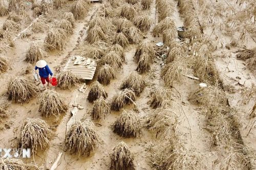 Người dân làng quất cảnh, đào cảnh truyền thống Hà Nội trắng tay sau bão số 3
