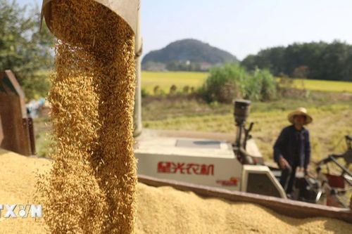 Kinh tế Trung Quốc suy yếu, thị trường ngũ cốc thế giới chao đảo