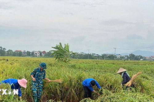 Một số tỉnh, thành phố đã không còn diện tích lúa và hoa màu ngập úng