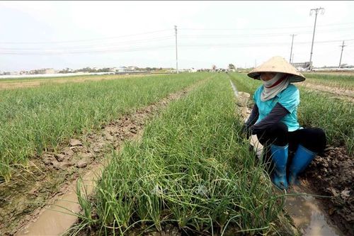 Khẩn trương thu hoạch lúa nhanh, khôi phục sản xuất nông nghiệp sau bão