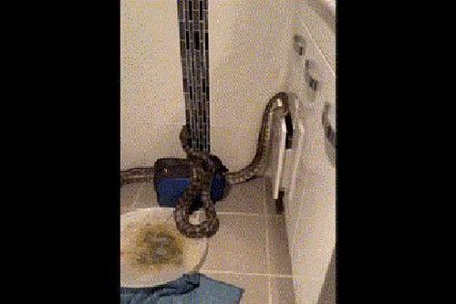 Clip: Người bắt rắn phát hiện cảnh tượng hiếm thấy