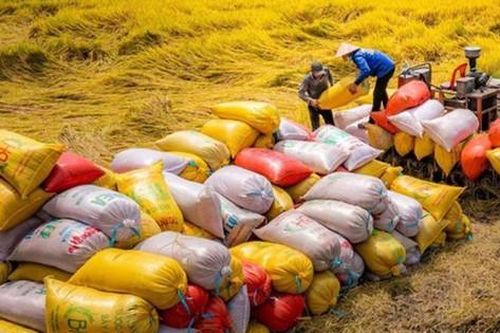 Kịch bản nào cho giá gạo cuối năm, nếu Ấn Độ dỡ bỏ lệnh cấm xuất khẩu gạo?