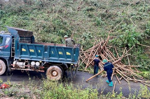 Quảng Ninh đề nghị doanh nghiệp xuất khẩu gỗ hỗ trợ tiêu thụ cho các chủ rừng