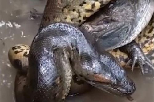 CLIP: Trăn anaconda và cái ôm thần chết với cá sấu caiman