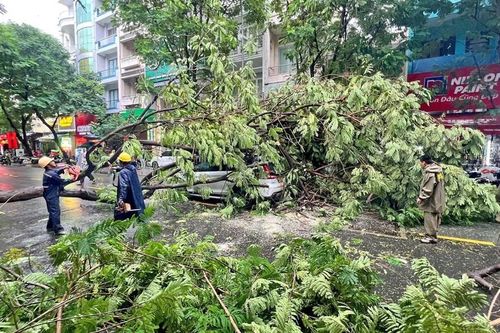 Chiến lược khoa học và lâu dài cho cây xanh