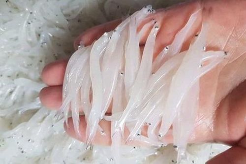 Đặc sản chỉ có ở sông Đà, mỗi năm có một lần nên luôn 'cháy hàng', 400.000 đồng/kg