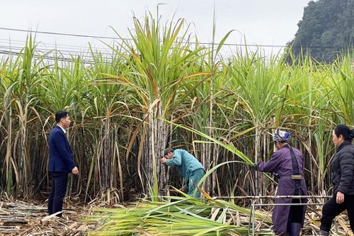 Doanh nghiệp kêu cứu về nạn 'chảy máu' mía nguyên liệu