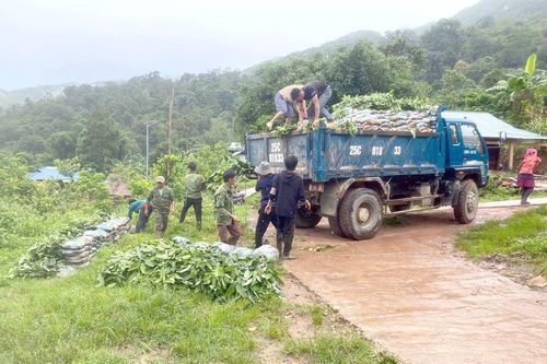 Nậm Nhùn khó đạt chỉ tiêu trồng rừng