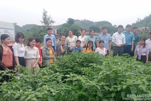 Mô hình tổ khuyến nông cộng đồng Góp phần xây dựng nông thôn mới