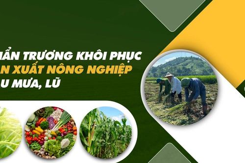 Khẩn trương khôi phục sản xuất nông nghiệp sau mưa, lũ
