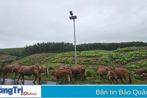 Cam Lộ: Thêm 1 xã phát sinh bệnh lở mồm long móng trên đàn bò