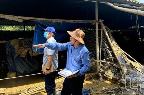 Cục Chăn nuôi: Kiểm tra công tác khắc phục hậu quả bão số 3 tại Thái Nguyên