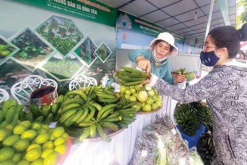 Kinh tế hợp tác xã nông nghiệp: Chưa đáp ứng yêu cầu - Kỳ 1: Khó khăn lưu cữu