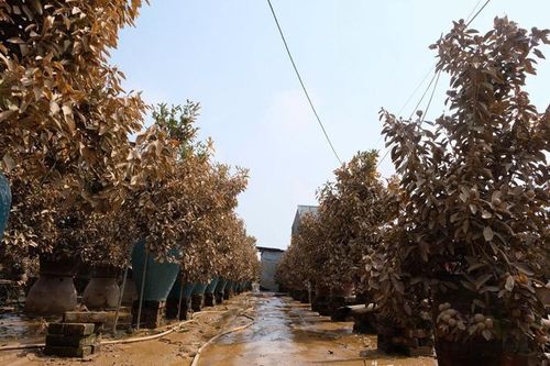 Người trồng đào Nhật Tân, quất Tứ Liên trắng tay sau lũ