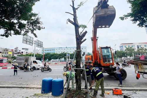 Bảo vệ cây xanh đô thị tại Hà Nội: Cần một giải pháp quản lý thống nhất, toàn diện
