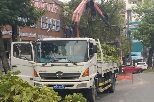 Thừa Thiên – Huế: Lên phương án 'làm đẹp' cây xanh đô thị trước mùa mưa bão
