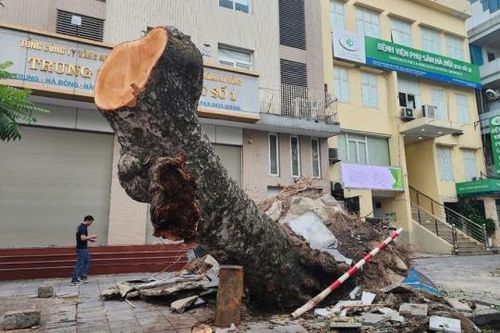 Hà Nội 'hồi sinh' những cây xanh bị ngã đổ sau mưa bão như thế nào?