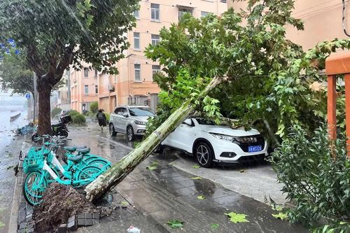 Cơn bão mạnh nhất trong vòng 75 năm đổ bộ vào Thượng Hải, gây mưa lớn