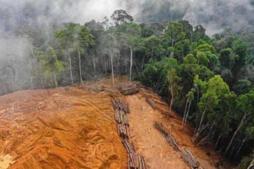Brazil kêu gọi EU đình chỉ Luật Chống phá rừng