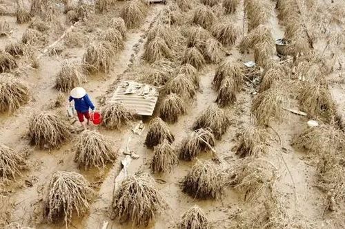 Người trồng đào Nhật Tân, quất Tứ Liên trắng tay sau lũ