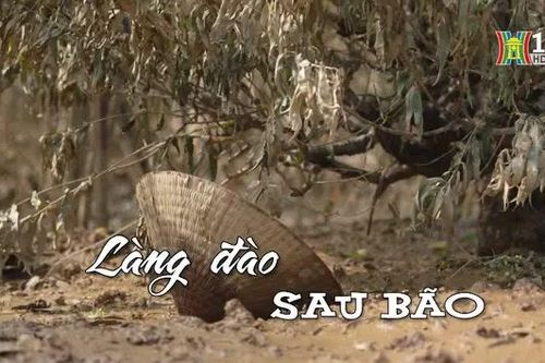 Làng đào sau bão | Nhịp sống Hà Nội | 16/09/2024