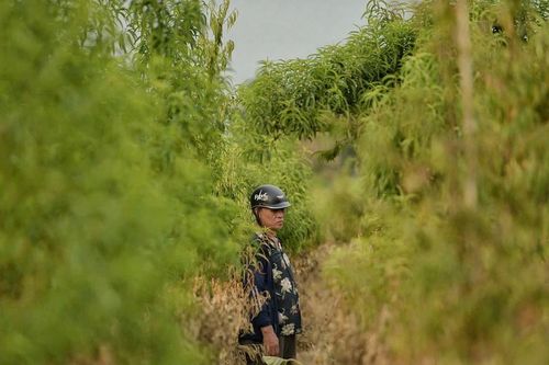 Sau bão đào Nhật Tân chết, người trồng đào nguy cơ mất Tết