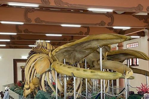 Quảng Ngãi: Hai bộ xương cá Ông ở đảo Lý Sơn được xác nhận lớn nhất Việt Nam