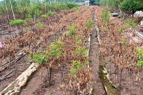 Vườn đào Nhật Tân bị 'xóa sổ' sau mưa lũ