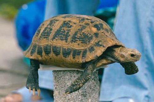 Phóng sinh động vật hoang dã – thiện hay ác?