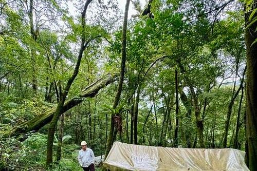 Lắp kẻng báo động để bảo vệ quốc bảo sâm Ngọc Linh