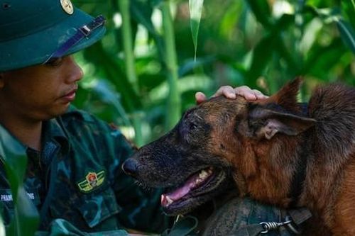 Điều chó nghiệp vụ Biên phòng đến Nậm Tông tìm người mất tích