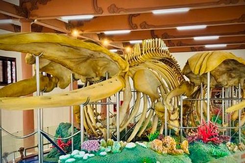 Hai bộ xương cá voi ở Lý Sơn được xác lập kỷ lục lớn nhất Việt Nam