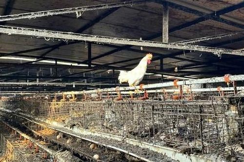 Gần 80.000 con gà chết trong nước lũ, lão nông mất trắng hơn chục tỷ đồng