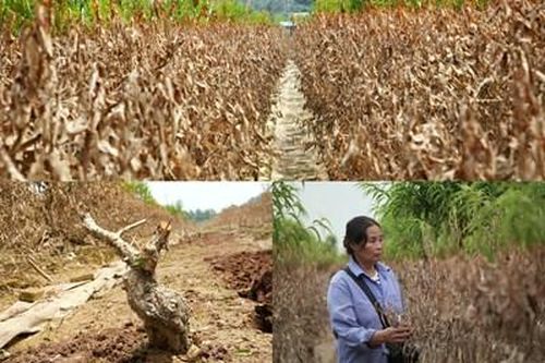 Xót xa cảnh hàng nghìn gốc đào Nhật Tân nhuộm màu bùn đất