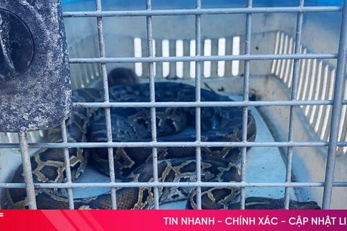 Người dân ở Lộc Hà giao nộp trăn đất cho lực lượng chức năng