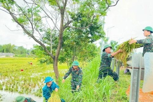 Nông dân Bạc Liêu gặp khó khi thu hoạch lúa do mưa lớn kéo dài