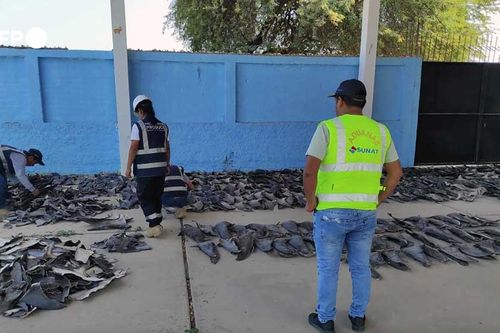 Peru: Thu giữ khoảng 1,3 tấn vây cá mập bị buôn bán trái phép