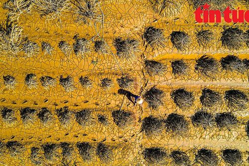 Làng đào Nhật Tân tan hoang sau khi nước sông Hồng rút